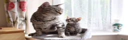 Mixed Breed cats for sale: Adorable Tabby Kittens - Advert 3