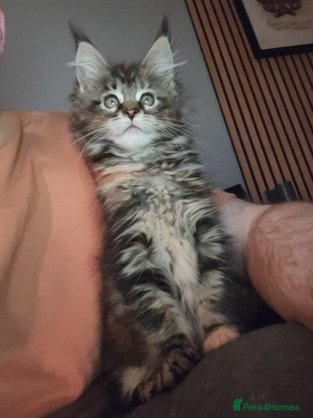 Maine Coon cats for sale: Pedigree Maine coon kitten  - Advert 5