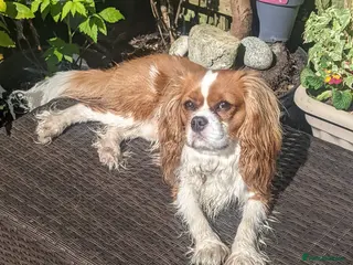 Cavalier King Charles Spaniel dogs Still for sale! Healthy, lively Cavalier - Advert 3