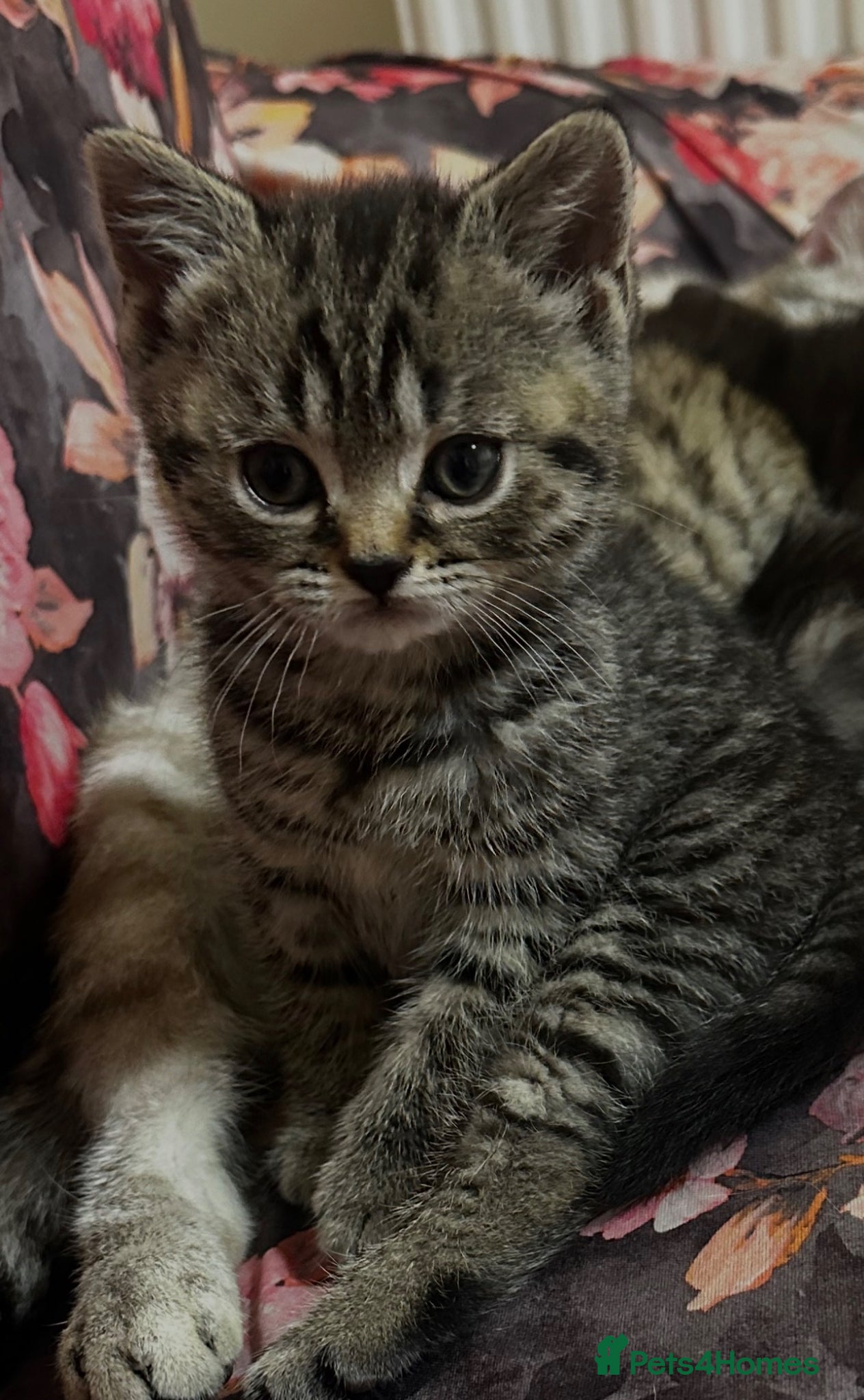 British Shorthair cats for sale: 2 remaining BSH kittens  - Advert 2