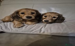 Miniature Dachshund dogs for sale: Miniature dachshunds Long haired cream KC reg  - Image 9