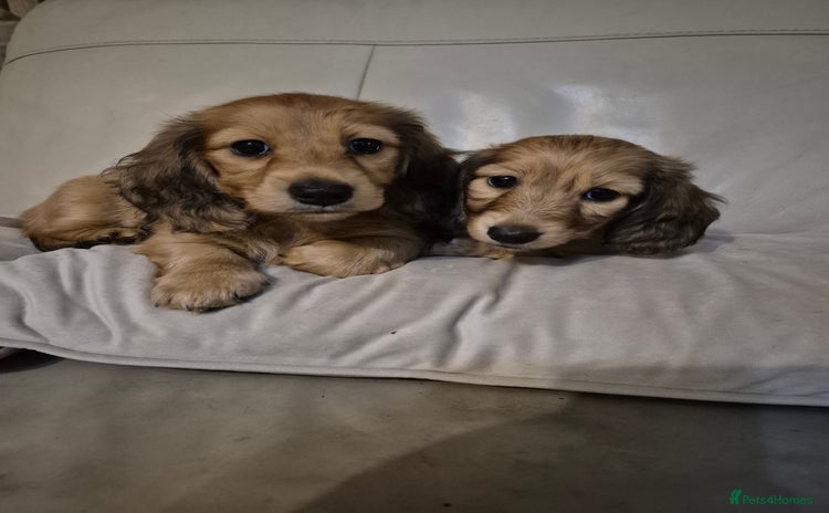 Miniature Dachshund dogs - Advert 3