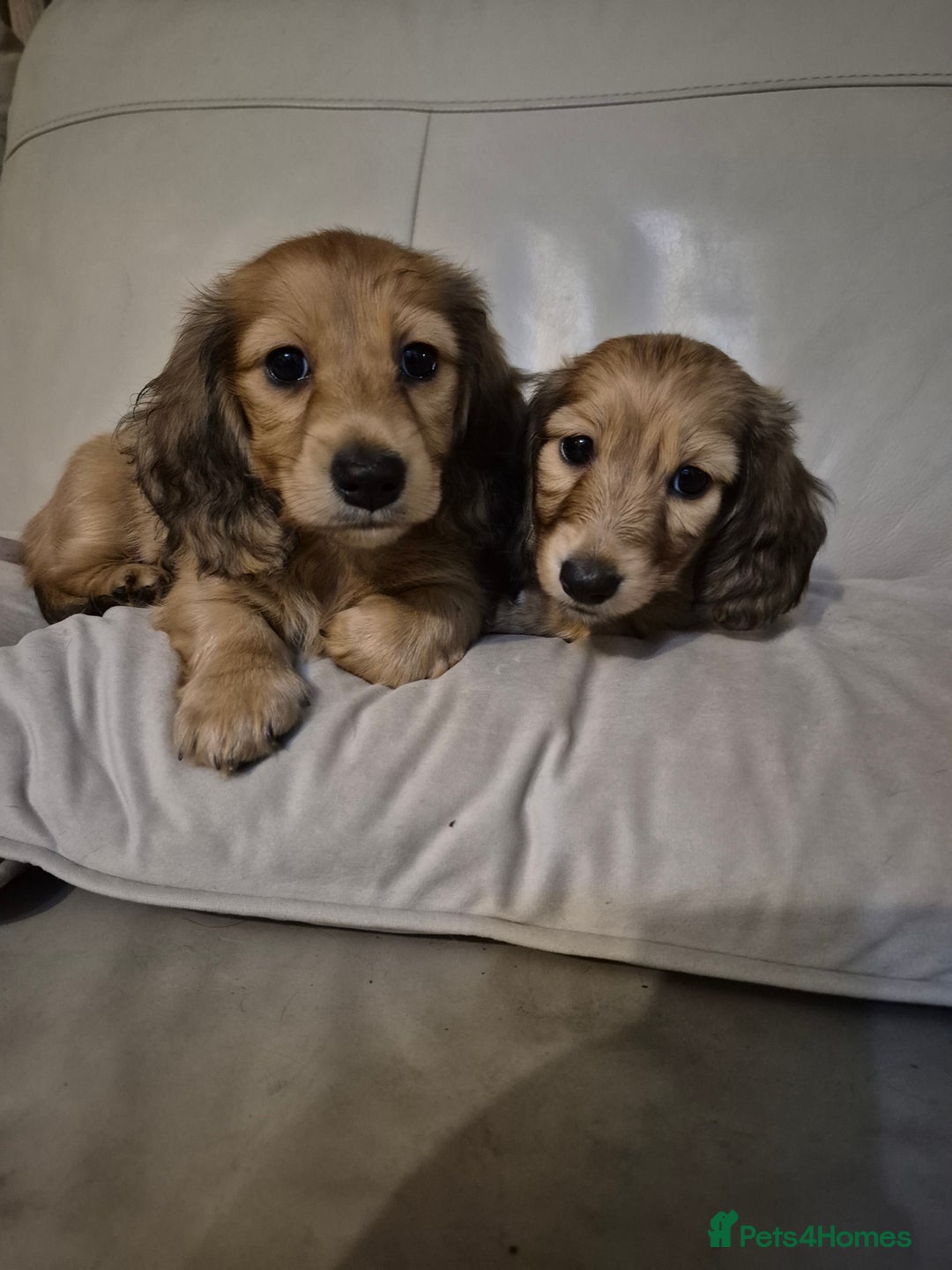 Miniature Dachshund dogs for sale: Miniature dachshunds Long haired cream KC reg  - Image 9