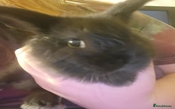 Mini Lion Lop rabbits for sale: 4 black baby mini lionlops  - Image 11