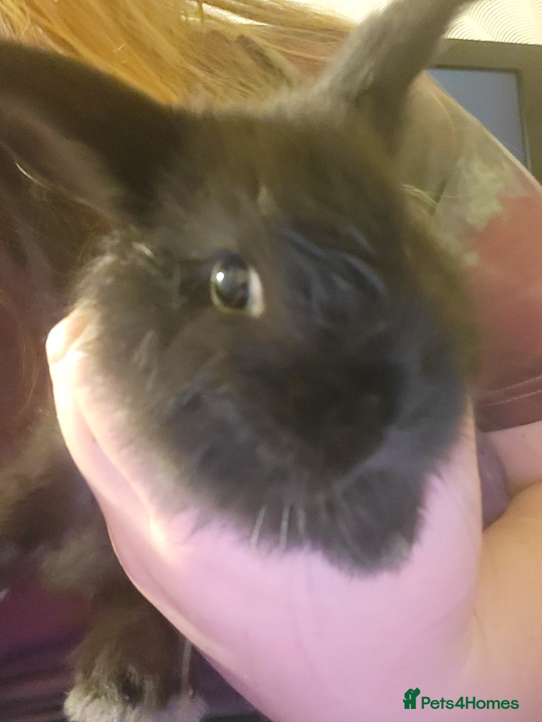 Mini Lion Lop rabbits for sale: 4 black baby mini lionlops  - Image 11