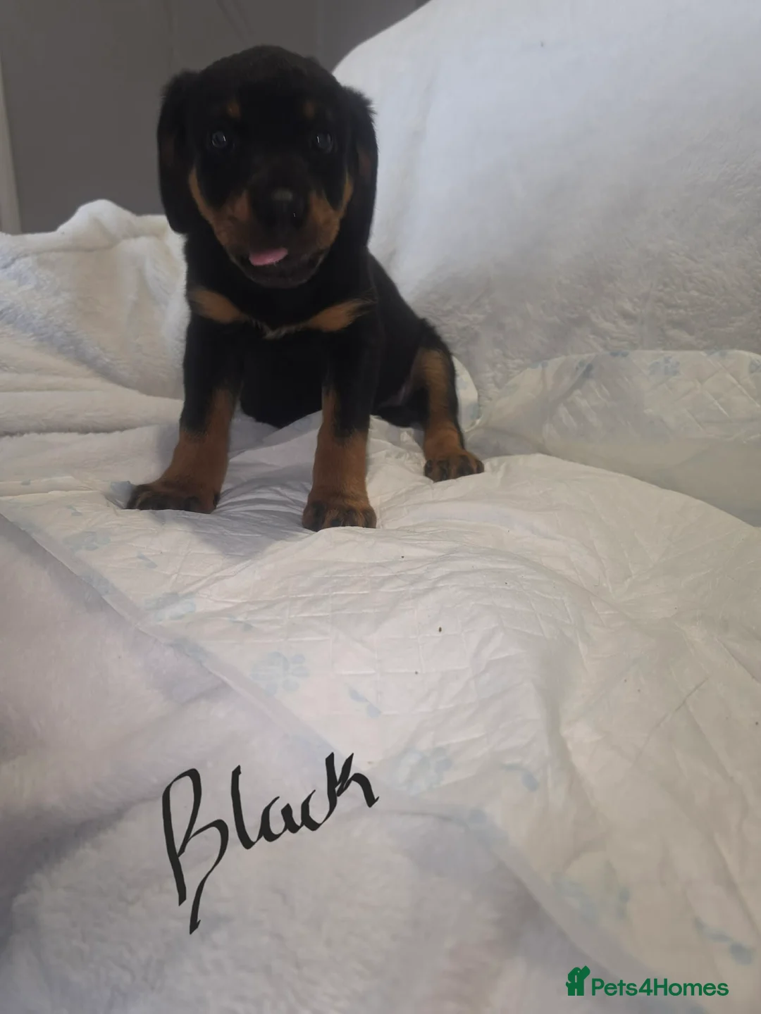 Rottweiler dogs for sale: Rottweiler puppies  READY TO GO  in Newcastle upon Tyne - Advert 2
