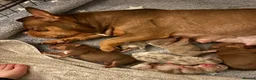 American Bully dogs for sale: Lucci vs Gr CH McLovin pups  - Advert 19