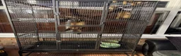 Ferret rodents for sale: Brothers  in Peterborough - Advert 1