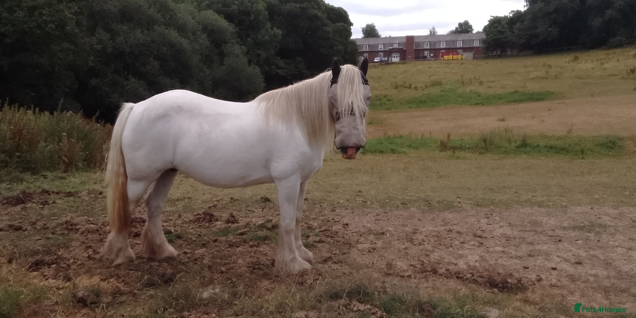 Irish Cob horses FOR SALE - Advert 5