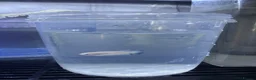Bettas fish for sale: Mixed betta fish  - Advert 23