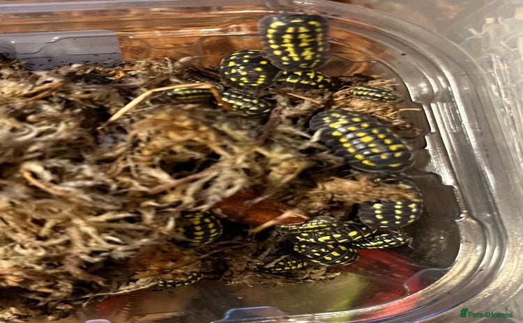 Isopods invertebrates - Advert 4