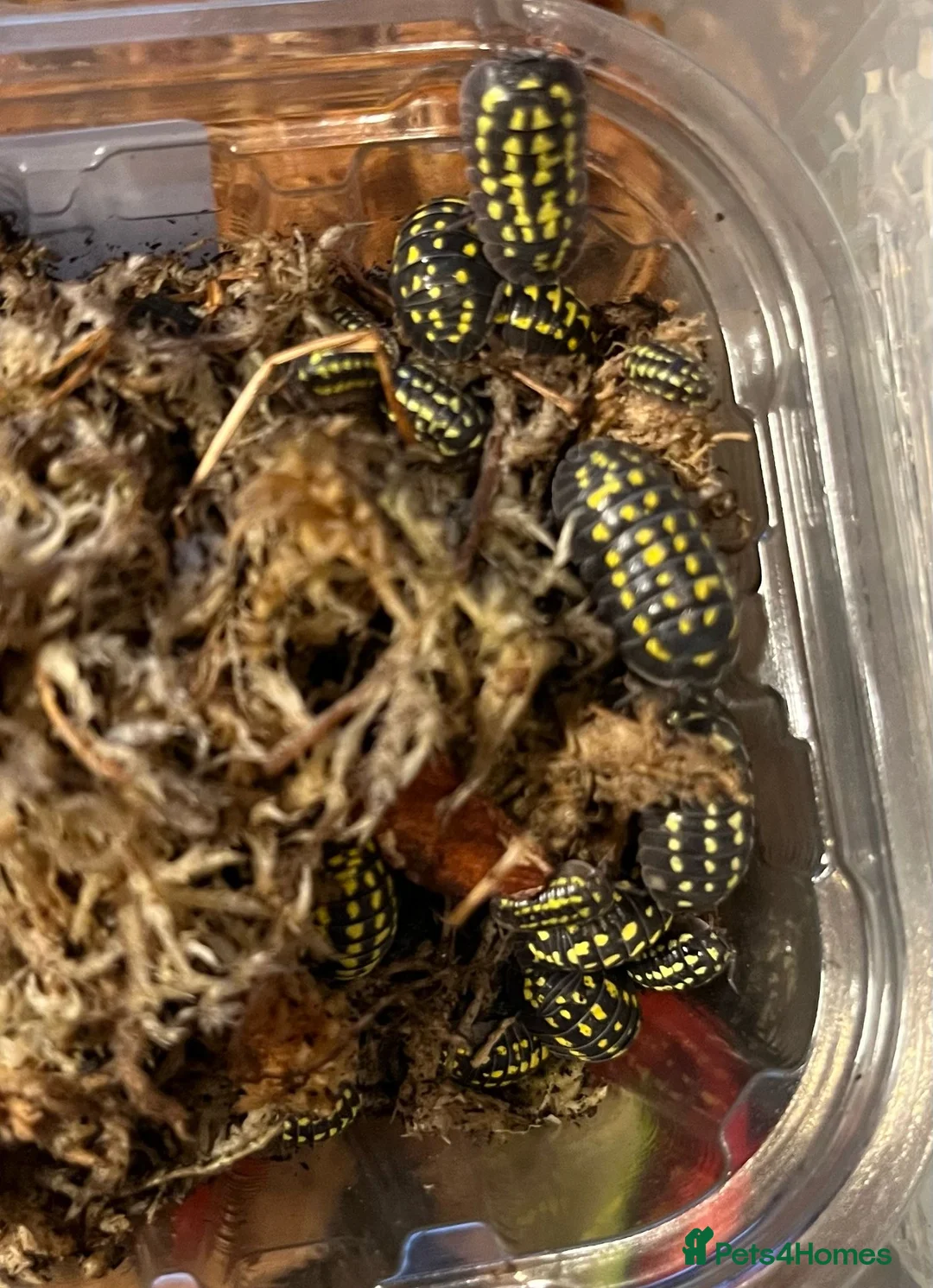 Isopods invertebrates for sale: Isopods for sale - many species available - Advert 1