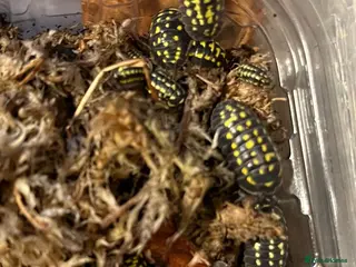 Isopods invertebrates Isopods for sale - many species available - Advert 19