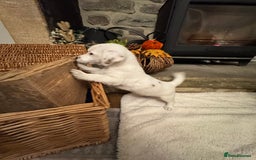 Jack Russell dogs for sale: Jack Russell Puppies *Ready Now* - Image 36