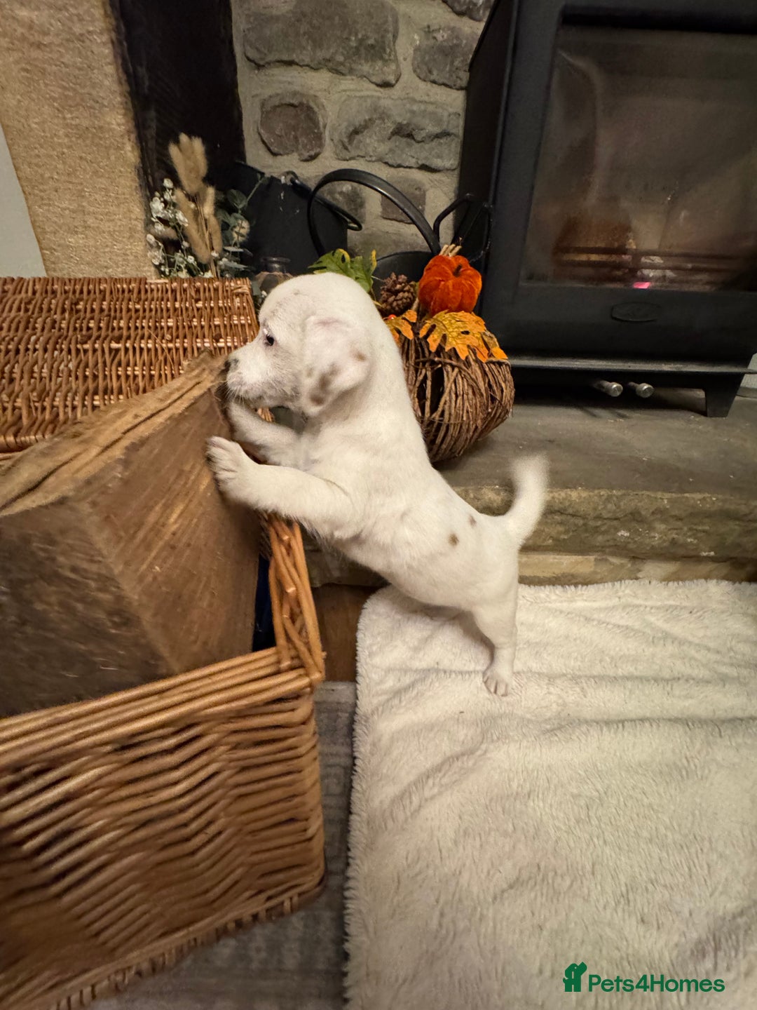 Jack Russell dogs for sale: Jack Russell Puppies *Ready Now* - Image 36