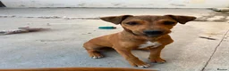 Mixed Breed dogs for sale: Jack Russell x Plummer puppies for sale - Advert 3
