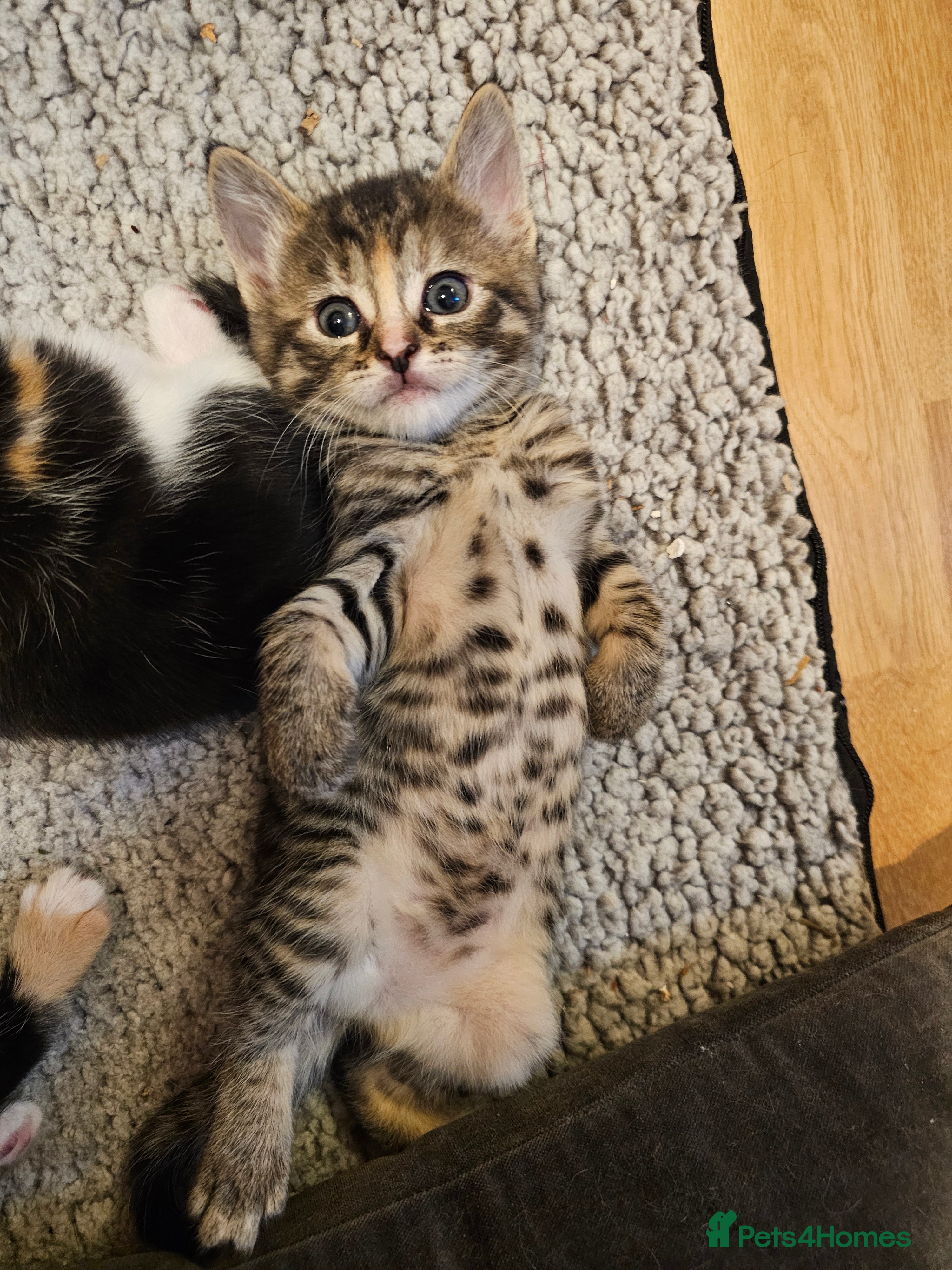 Mixed Breed cats Mixed breed kittens. Ready to be re-homed in Feb. - Advert 2