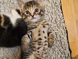 Mixed Breed cats Mixed breed kittens. Ready to be re-homed in Feb. - Advert 1