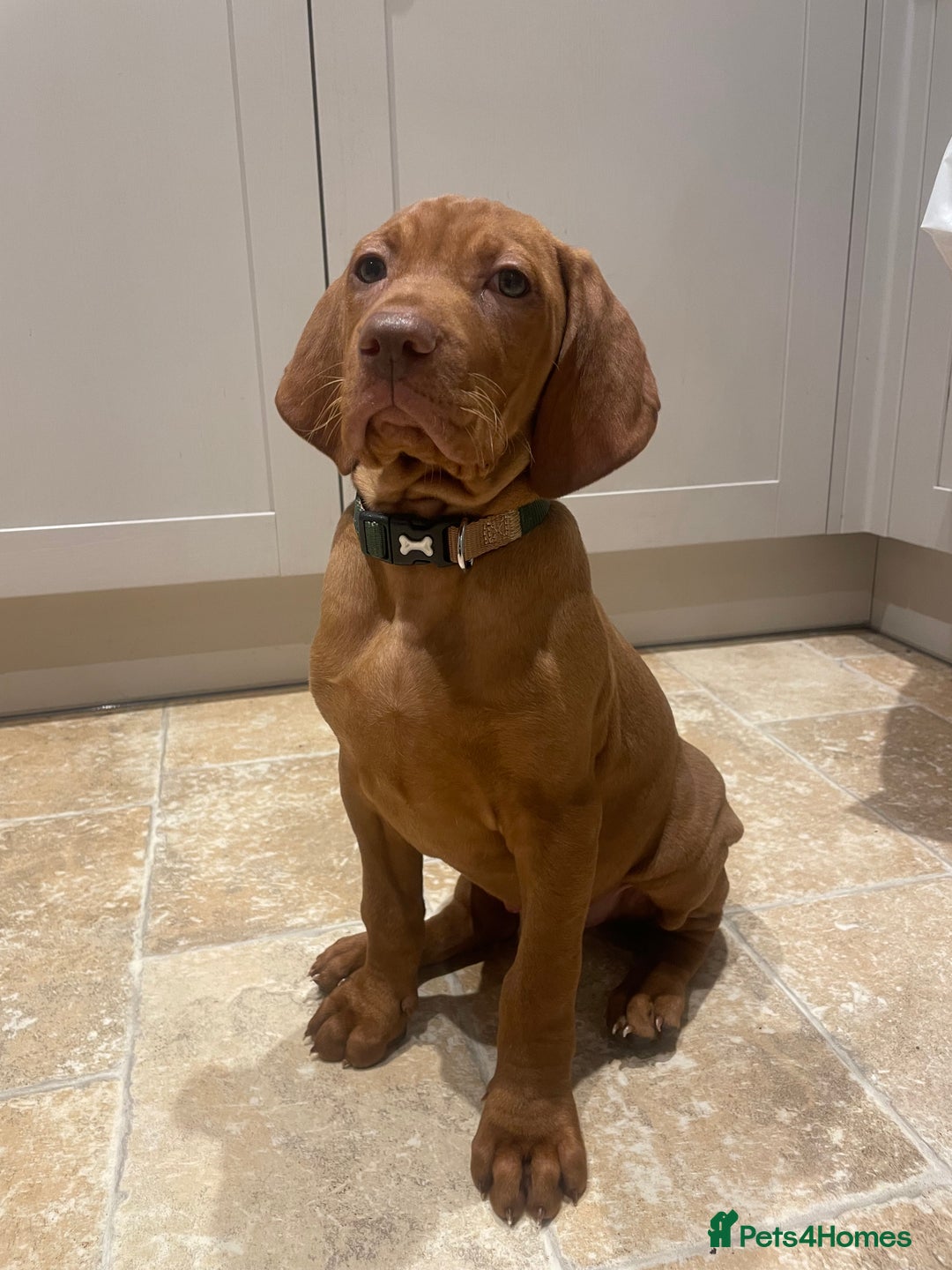 Hungarian Vizsla dogs for sale: 1 male KC registered Hungarian Vizla for sale  - Advert 16