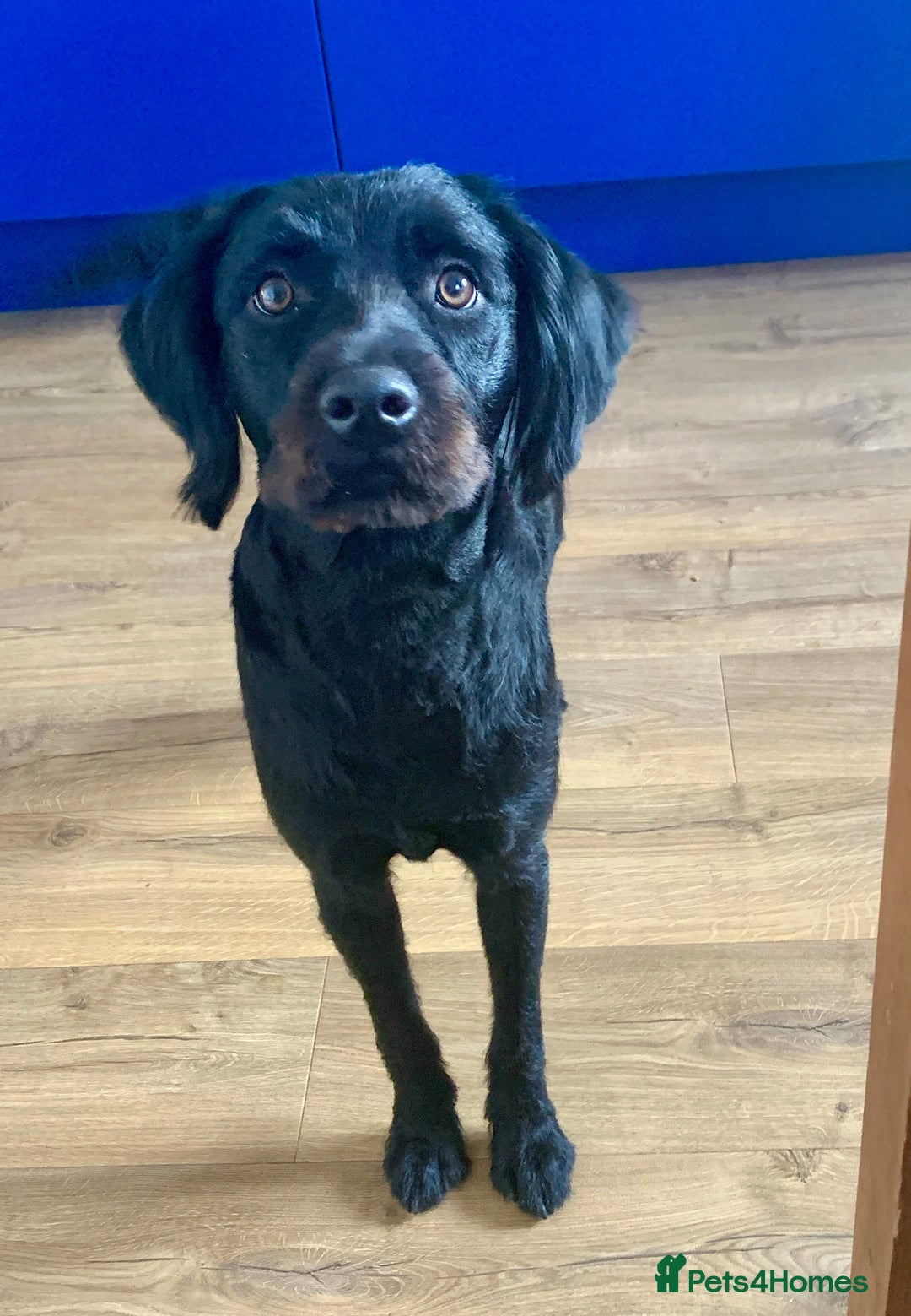 Labradoodle dogs for sale: Oscar - Labradoodle - Image 5