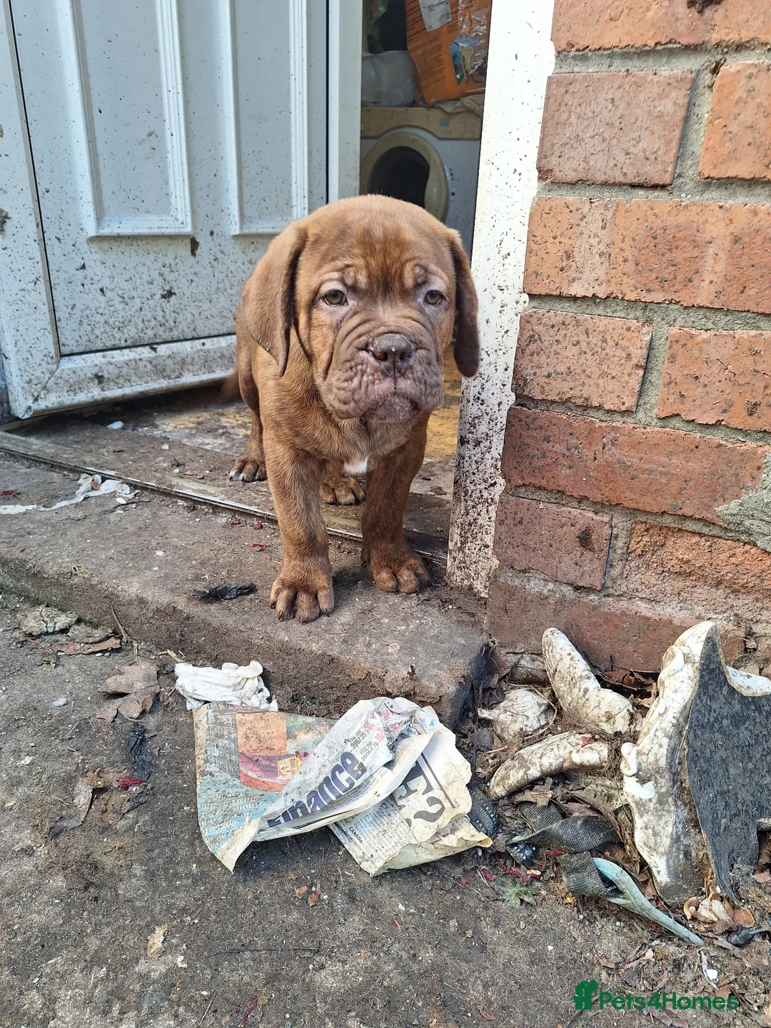 Mixed Breed dogs for sale: Dogue de bordeaux cross old time english bulldog - Advert 1