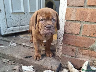 Mixed Breed dogs Dogue de bordeaux cross old time english bulldog - Advert 20