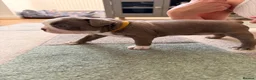 Boston Terrier dogs for sale: 8th Generation KC Reg Boston Terrier Puppies  - Advert 2