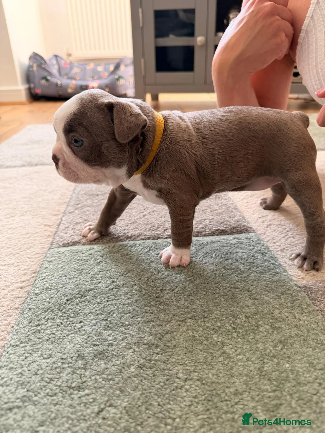 Boston Terrier dogs for sale: 8th Generation KC Reg Boston Terrier Puppies  - Advert 2