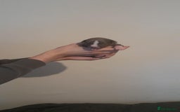 Whippet dogs for sale: Kc whippet pups - Image 1