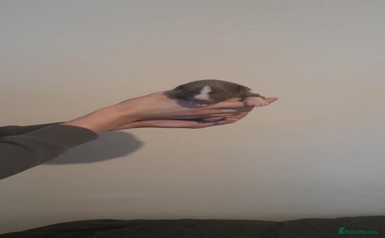 Whippet dogs - Advert 1