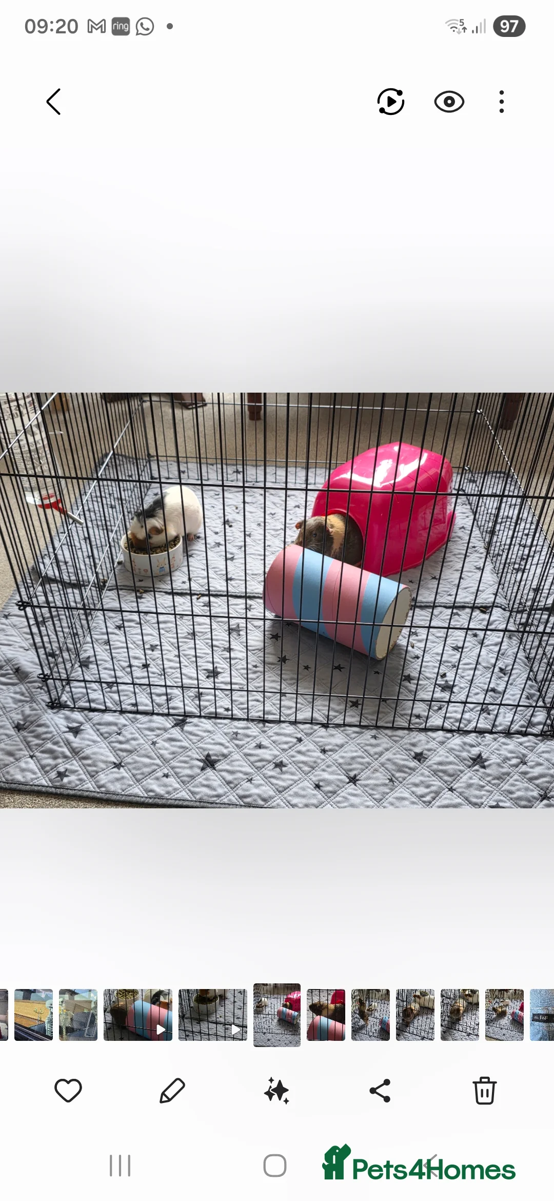 Guinea Pig rodents for sale: 2 female guinea pigs with full set up - Advert 14
