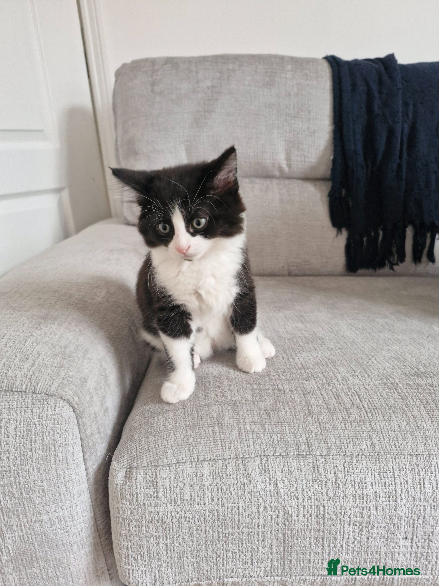 Mixed Breed cats for sale: Kittens for sale in Sutton-in-Ashfield - Advert 3
