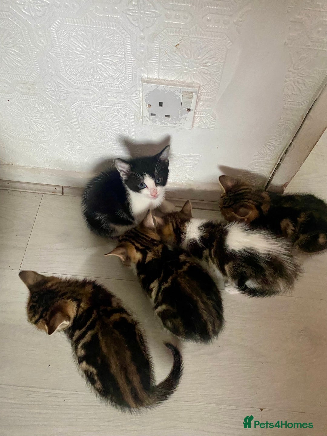 Mixed Breed cats for sale: Kittens for sale - Advert 3