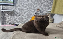 British Shorthair cats for stud: STUNNING CHOCOLATE BSH (GCCF) for stud - Image 5