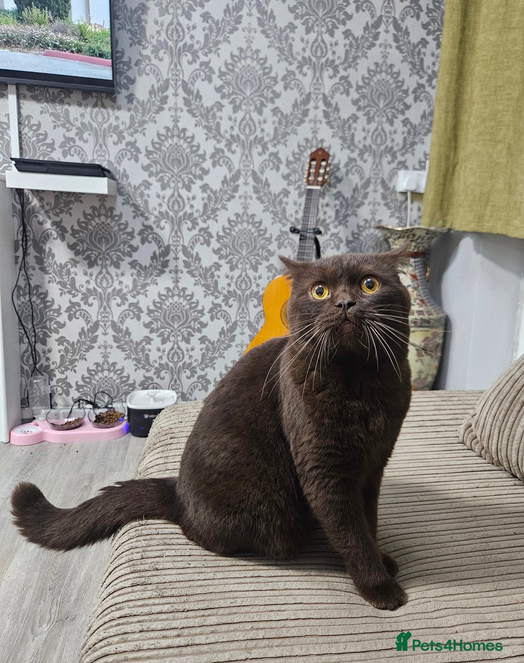 British Shorthair cats for stud: STUNNING CHOCOLATE BSH (GCCF) for stud - Image 5