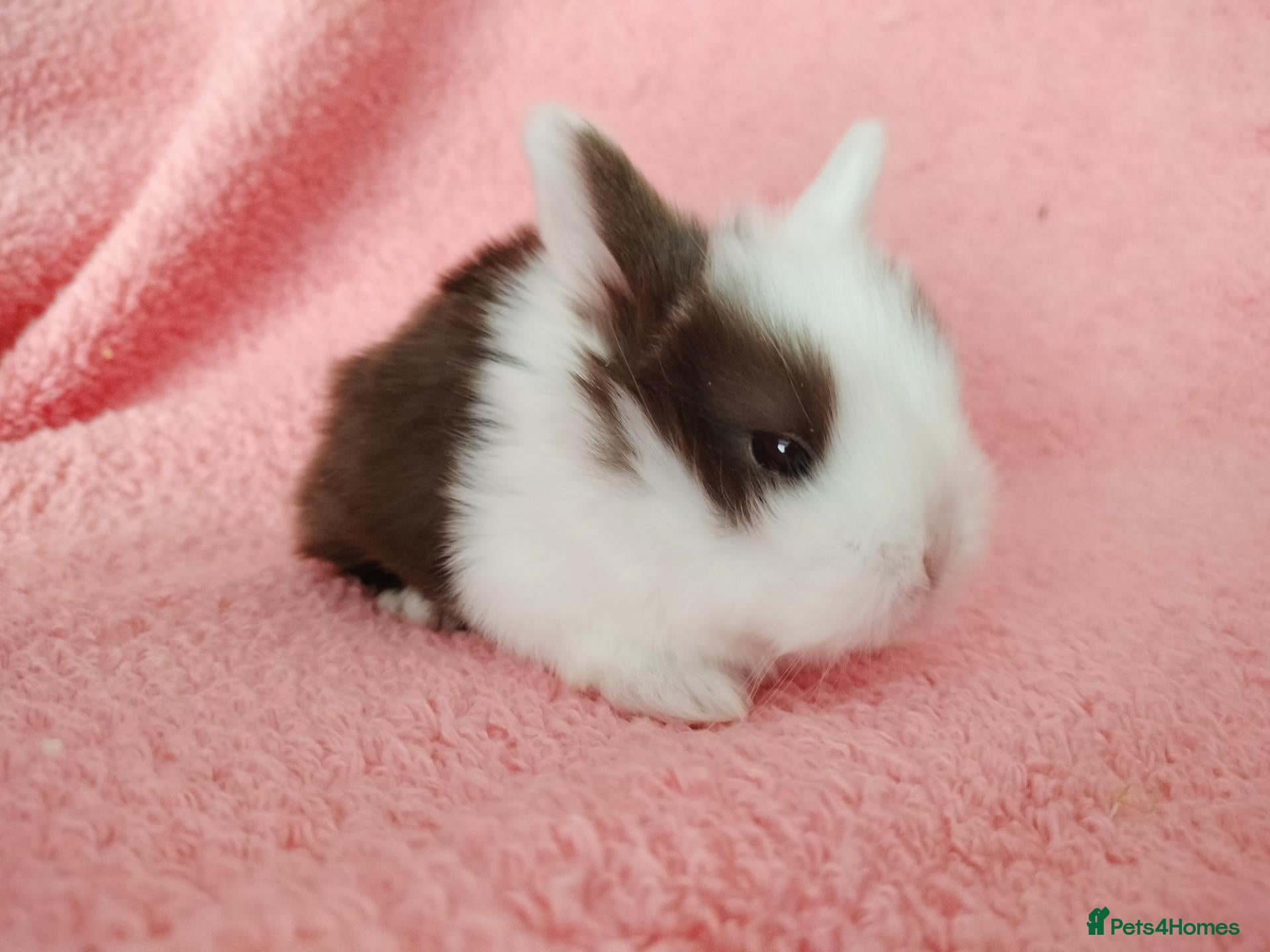 Mini Lop rabbits Baby mini lops for sale  - Advert 6