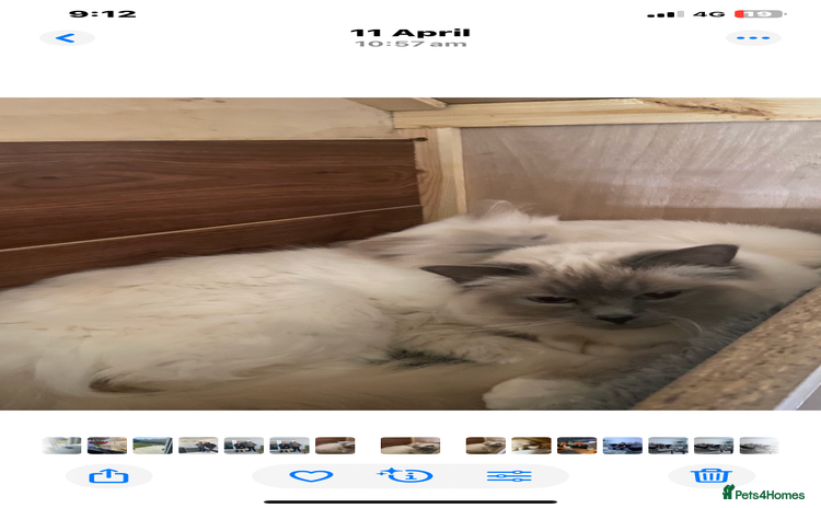 Birman cats - Advert 1