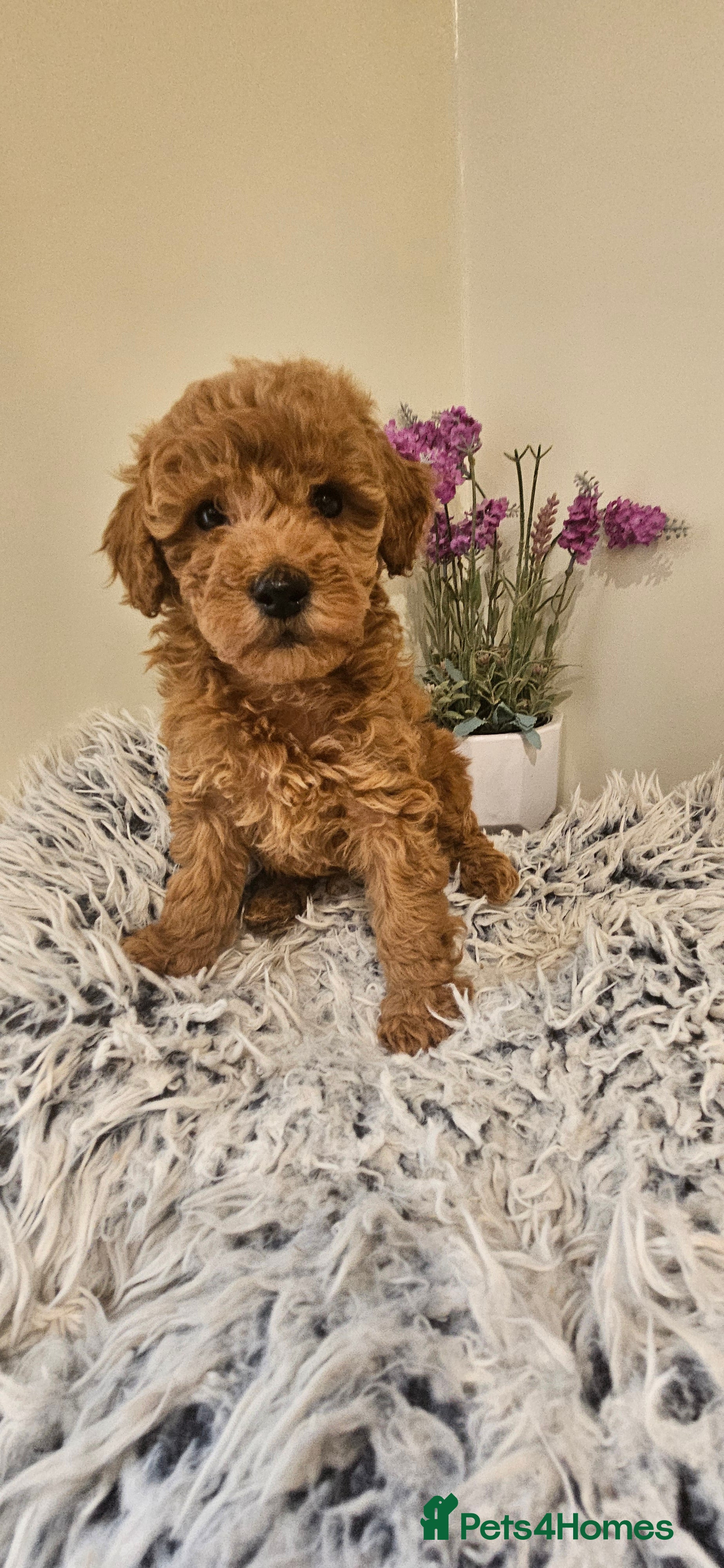 Toy Poodle dogs Beautiful Red Toy Poodle Puppies - Advert 3