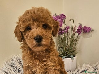 Toy Poodle dogs Beautiful Red Toy Poodle Puppies - Advert 5