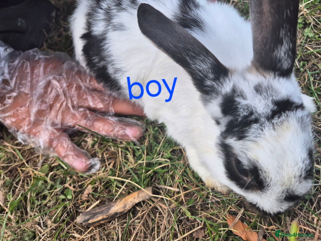 English rabbits for sale: Bunnies available - Image 4