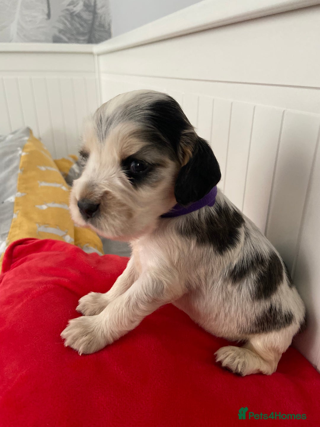 Cocker Spaniel dogs for sale: Show cocker spaniel puppies viewings this weekend! - Image 5