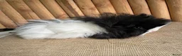 Guinea Pig rodents for sale: Friendly baby girl - Advert 2
