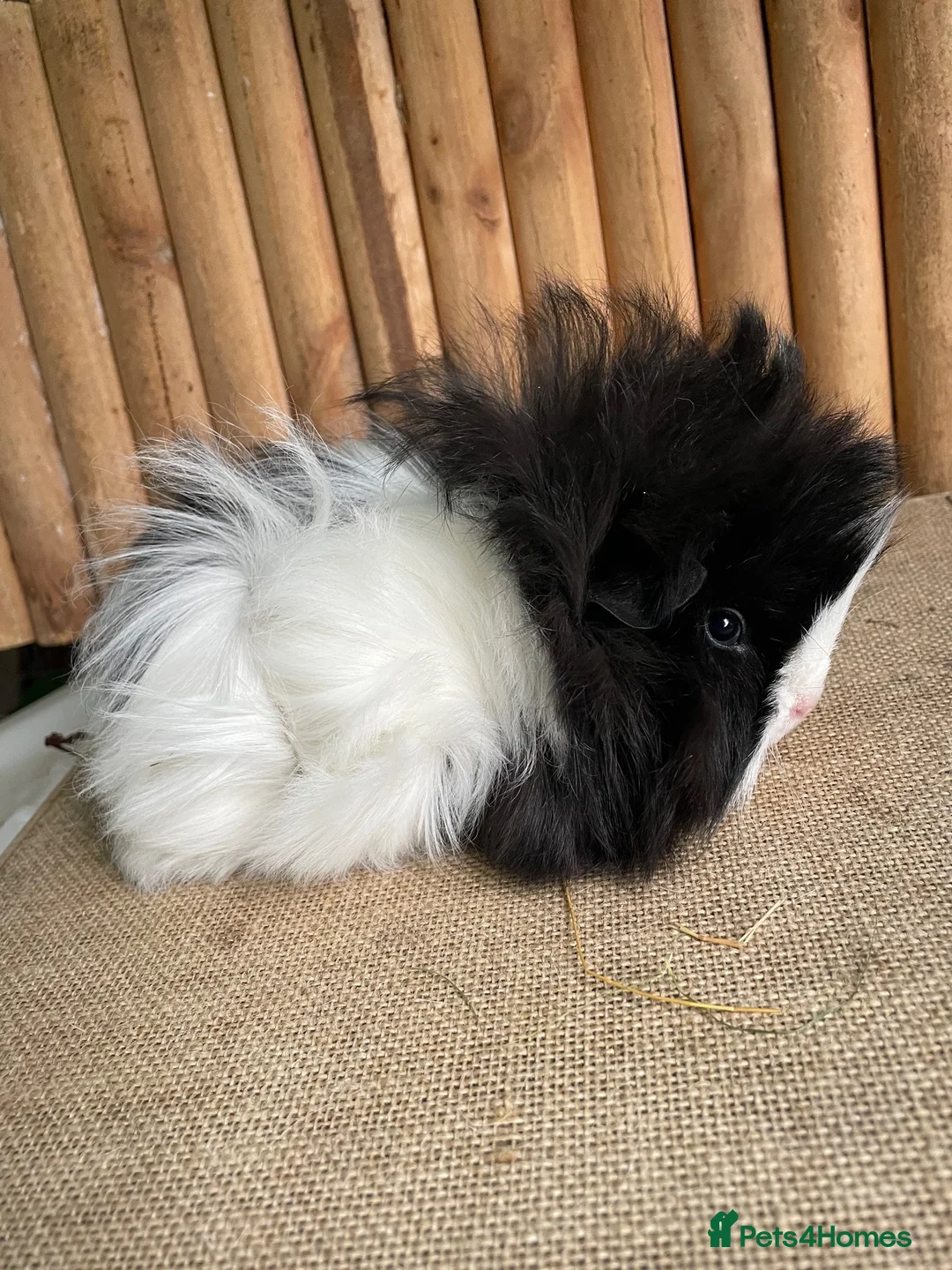 Guinea Pig rodents for sale: Friendly baby girl - Advert 2
