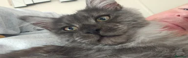 Maine Coon 1