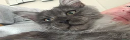 Maine Coon cats for sale: Smoke Maincoon Female  in Saint Leonards-on-sea - Advert 2