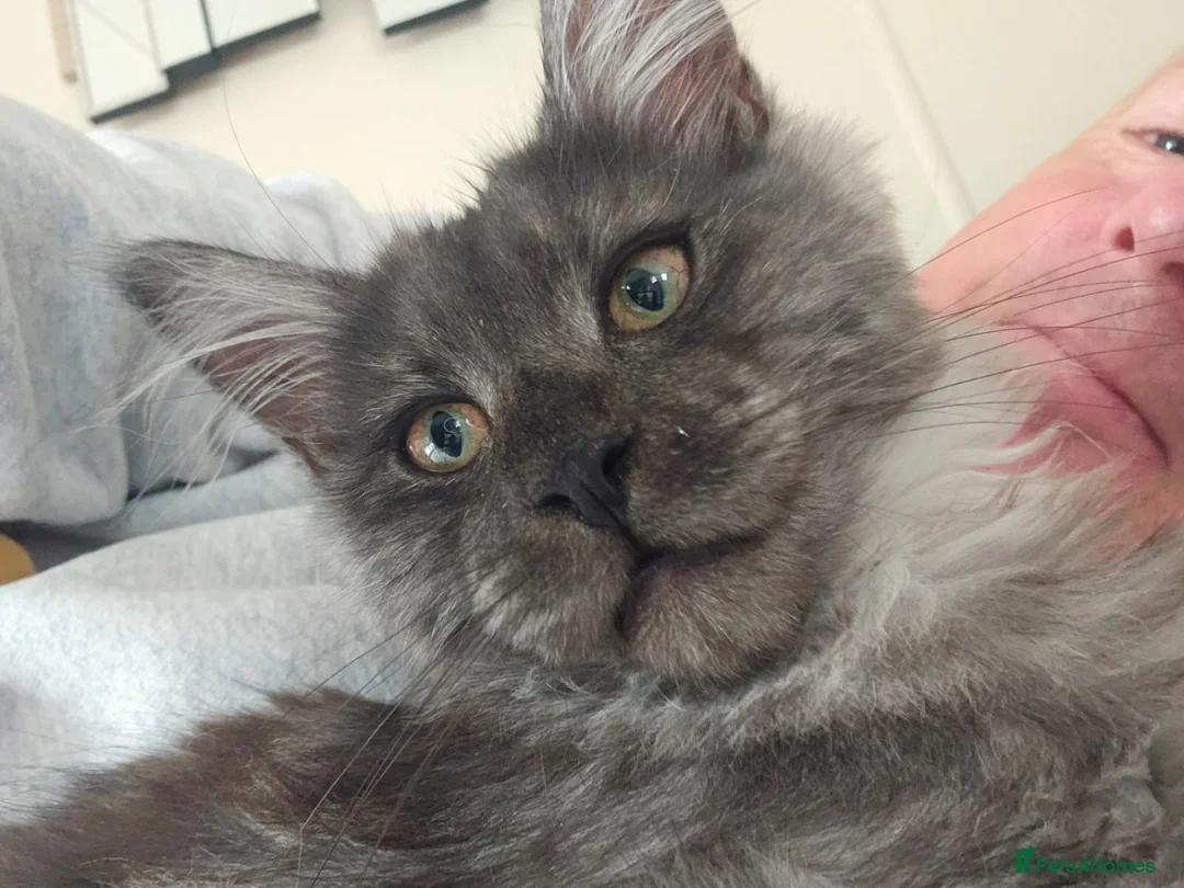Maine Coon cats for sale: Smoke Maincoon Female  in Saint Leonards-on-sea - Advert 2