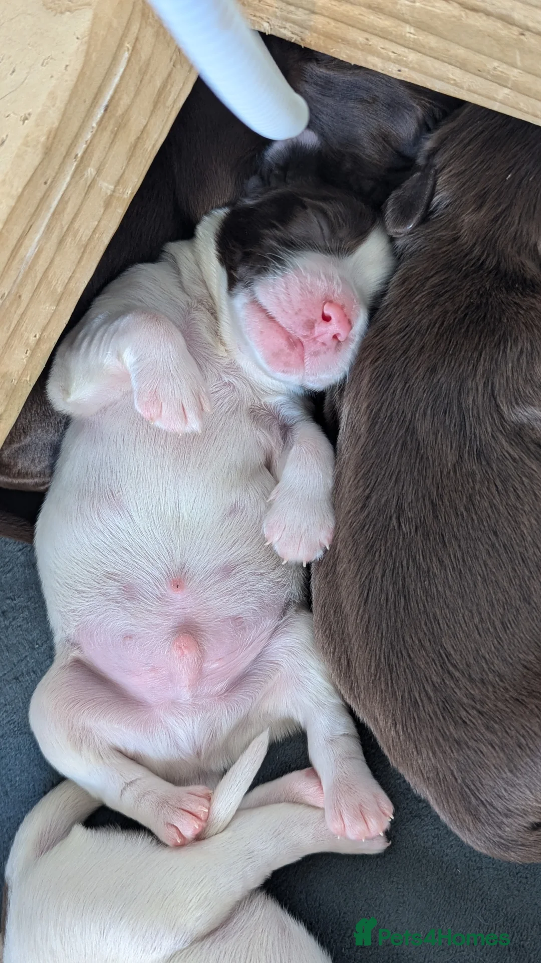 Sprocker dogs for sale: Sprocker Puppies - Cocker x Springer Spaniel - Advert 3