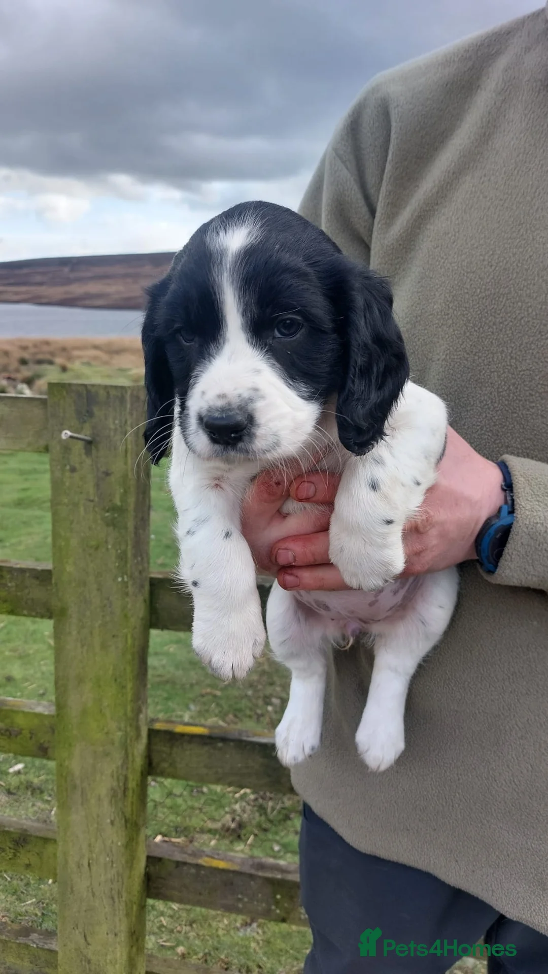 Sprocker dogs for sale: Sprocker Girls ready 1 week in Consett - Advert 7