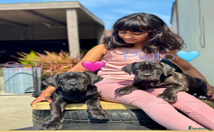 Mixed Breed dogs - Advert 3