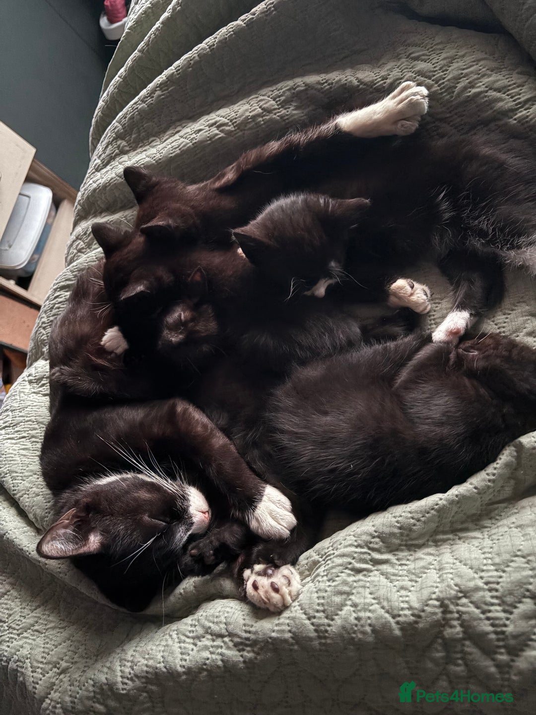 American Shorthair cats for sale: 5 black and white kittens for forever home - Image 7